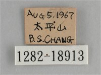 臺灣鉤粉蝶藏品圖，第3張