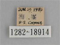 臺灣鉤粉蝶藏品圖，第3張