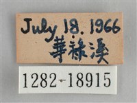 臺灣鉤粉蝶藏品圖，第3張