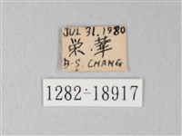 淡青雅波灰蝶藏品圖，第3張