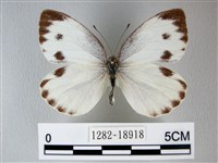 緣點白粉蝶藏品圖，第1張