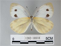 緣點白粉蝶藏品圖，第2張