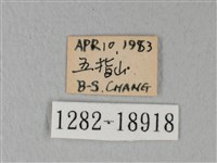 緣點白粉蝶藏品圖，第3張