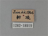 黑脈樺斑蝶藏品圖，第3張