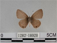 波灰蝶藏品圖，第2張