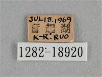 波灰蝶藏品圖，第3張