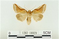 印華波紋蛾藏品圖，第1張