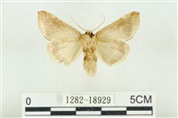 印華波紋蛾藏品圖，第2張