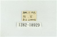 印華波紋蛾藏品圖，第3張