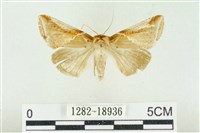 印華波紋蛾藏品圖，第1張