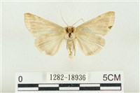 印華波紋蛾藏品圖，第2張