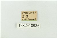 印華波紋蛾藏品圖，第3張