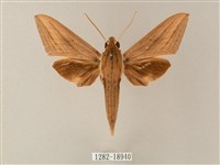 直翅斜紋天蛾藏品圖，第1張