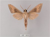 直翅斜紋天蛾藏品圖，第2張