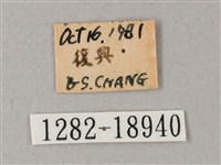 直翅斜紋天蛾藏品圖，第3張