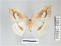 單角窗鉤蛾藏品圖，第2張