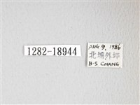 單角窗鉤蛾藏品圖，第3張