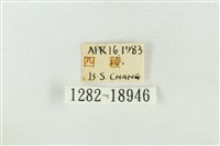 臺洒波紋蛾藏品圖，第3張