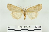 臺洒波紋蛾藏品圖，第2張