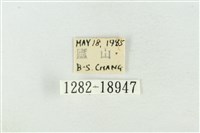 臺洒波紋蛾藏品圖，第3張