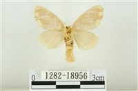 黑翅黃毒蛾藏品圖，第2張