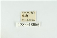 黑翅黃毒蛾藏品圖，第3張