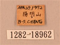 波紋豆天蛾藏品圖，第3張