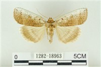 臺洒波紋蛾藏品圖，第1張