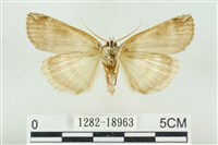 臺洒波紋蛾藏品圖，第2張