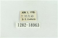 臺洒波紋蛾藏品圖，第3張