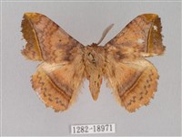 阿里山絨帶蛾藏品圖，第1張