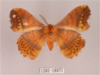 阿里山絨帶蛾藏品圖，第2張