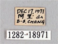 阿里山絨帶蛾藏品圖，第3張