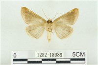 印華波紋蛾藏品圖，第2張