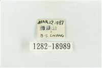 印華波紋蛾藏品圖，第3張