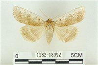 臺洒波紋蛾藏品圖，第1張