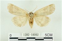 臺洒波紋蛾藏品圖，第2張