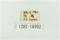 臺洒波紋蛾藏品圖，第3張