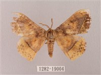 埔里帶蛾藏品圖，第1張