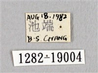 埔里帶蛾藏品圖，第3張