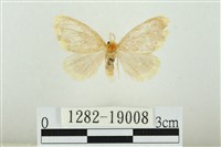 黑翅黃毒蛾藏品圖，第1張