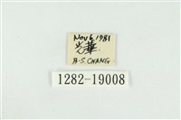 黑翅黃毒蛾藏品圖，第3張