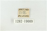 印華波紋蛾藏品圖，第3張