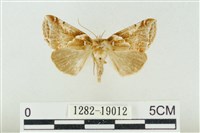 寬帶波紋蛾藏品圖，第1張