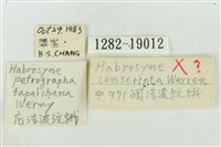 寬帶波紋蛾藏品圖，第3張