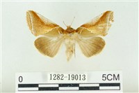 印華波紋蛾藏品圖，第1張