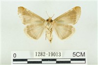 印華波紋蛾藏品圖，第2張