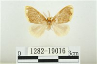 黑翅黃毒蛾藏品圖，第1張