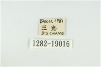 黑翅黃毒蛾藏品圖，第3張