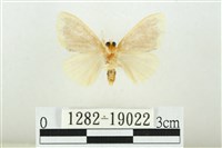 黑翅黃毒蛾藏品圖，第2張